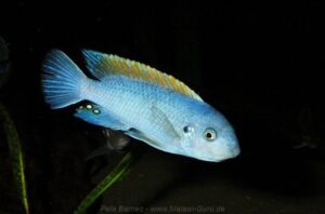 Labeotropheus trewavasae 'Makokola Reef'